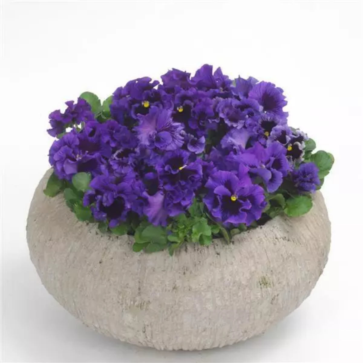 Frizzle Sizzle Mix Pansy Viola × Wittrockiana Seeds, 25+ seeds