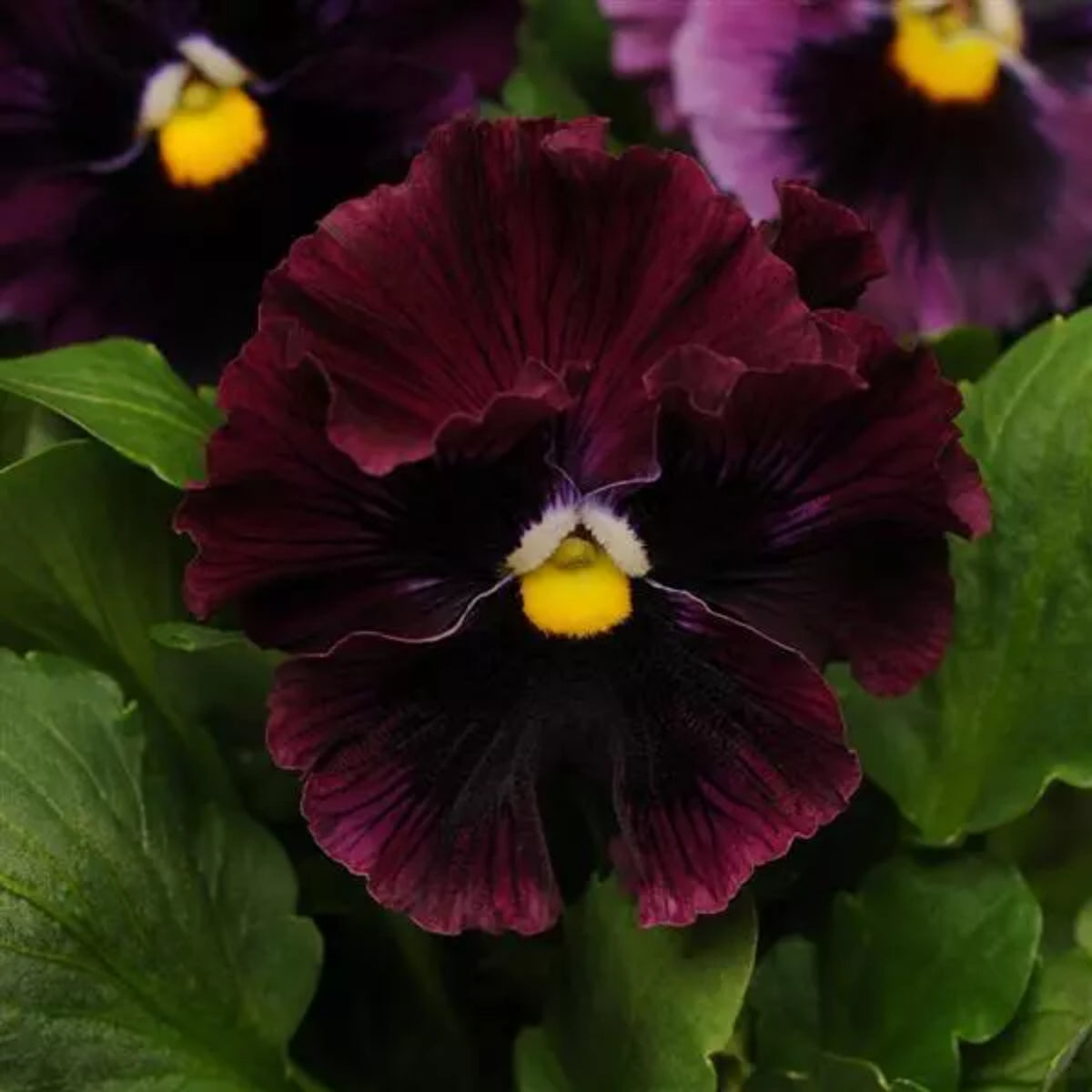 Frizzle Sizzle Mix Pansy Viola × Wittrockiana Seeds, 25+ seeds
