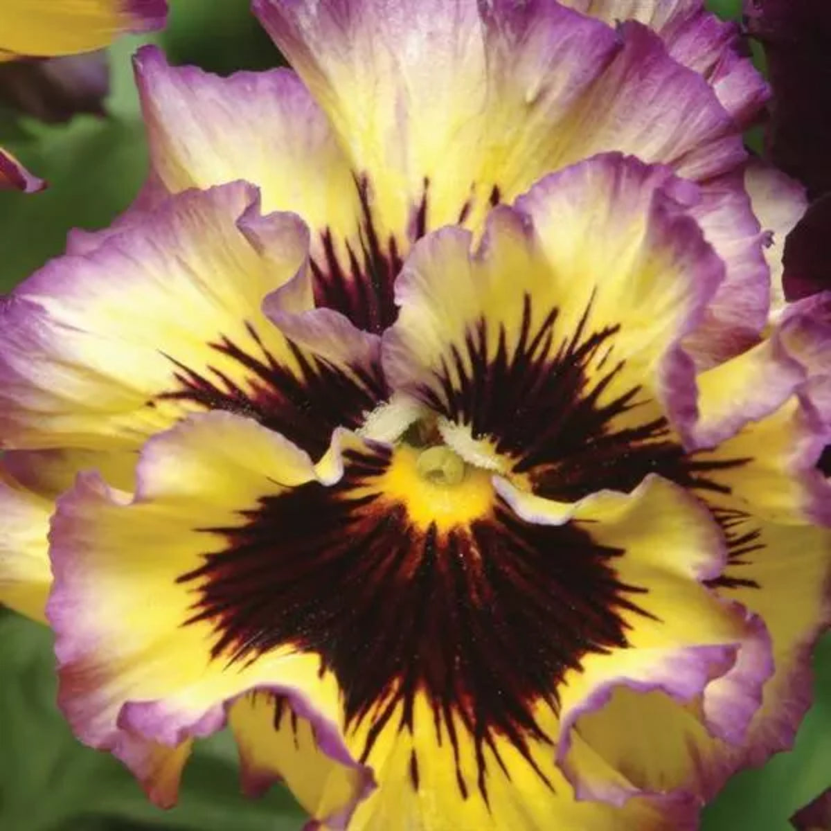 Frizzle Sizzle Mix Pansy Viola × Wittrockiana Seeds, 25+ seeds
