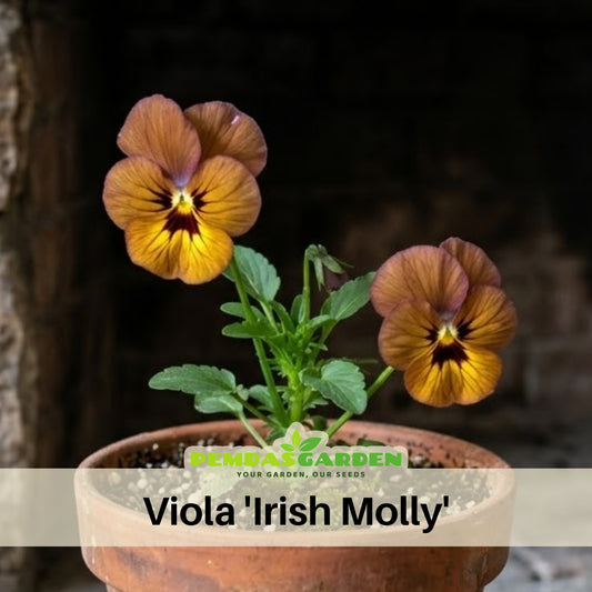 Viola 'Irish Molly' Seeds - Cold Resistant, 25+ seeds