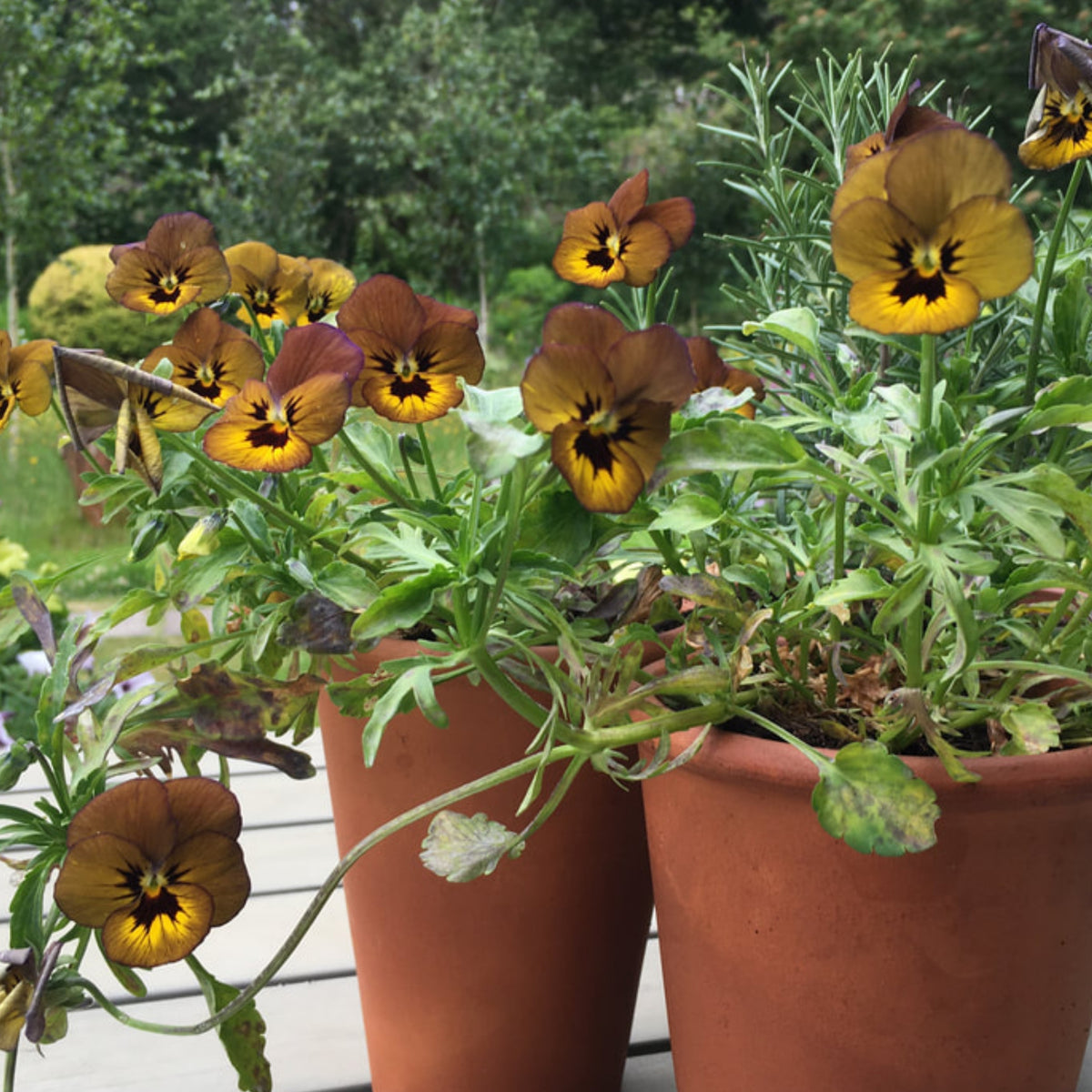 Viola 'Irish Molly' Seeds - Cold Resistant, 25+ seeds