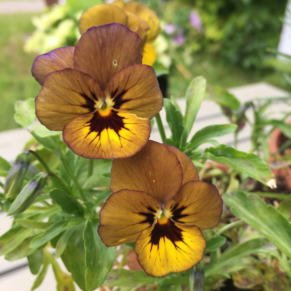 Viola 'Irish Molly' Seeds - Cold Resistant, 25+ seeds