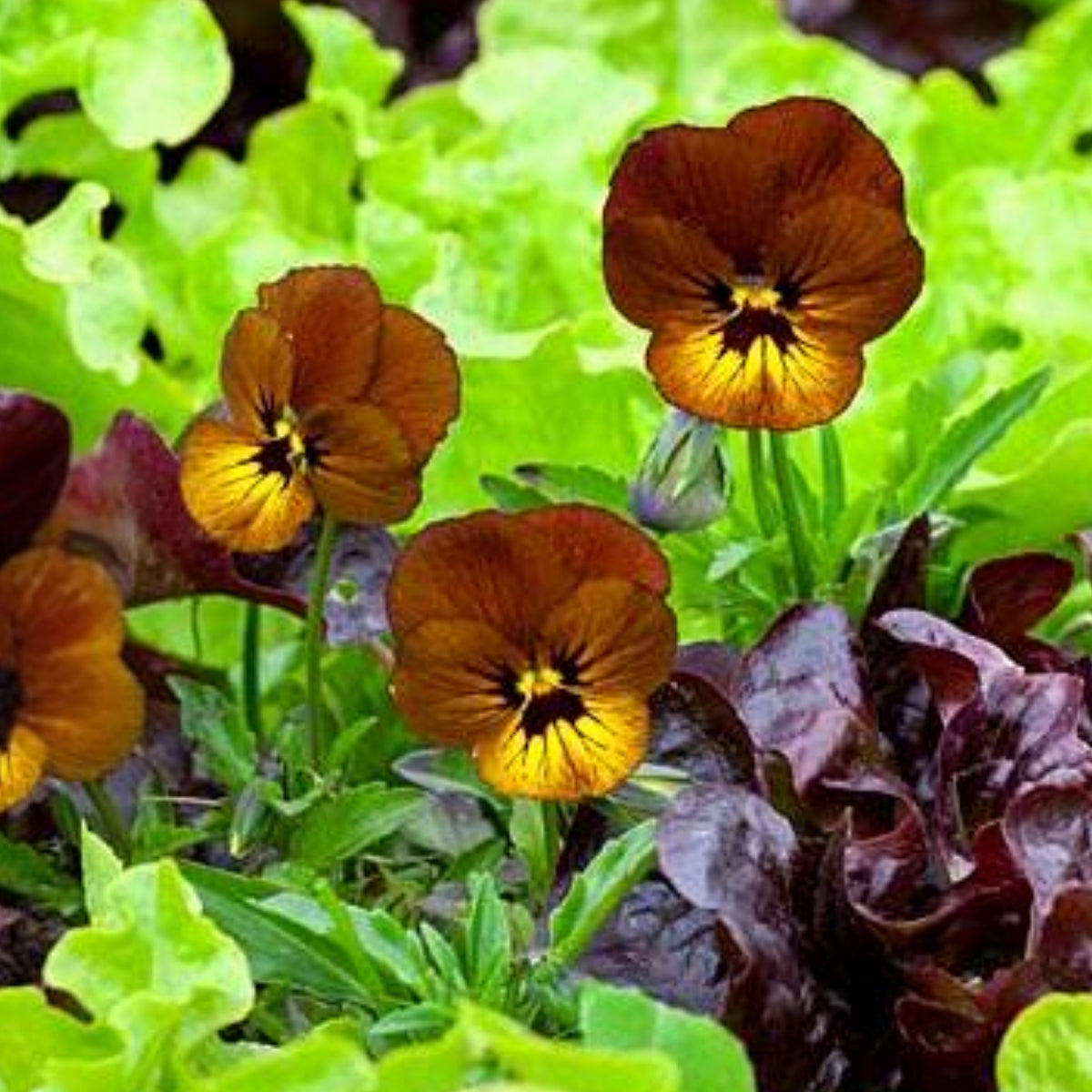 Viola 'Irish Molly' Seeds - Cold Resistant, 25+ seeds