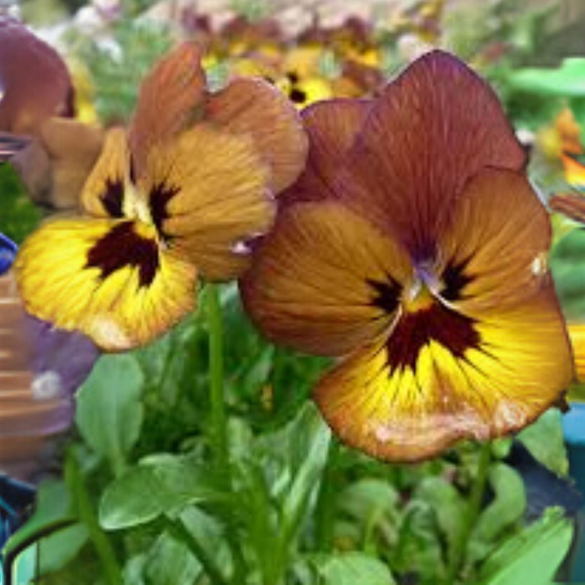 Viola 'Irish Molly' Seeds - Cold Resistant, 25+ seeds