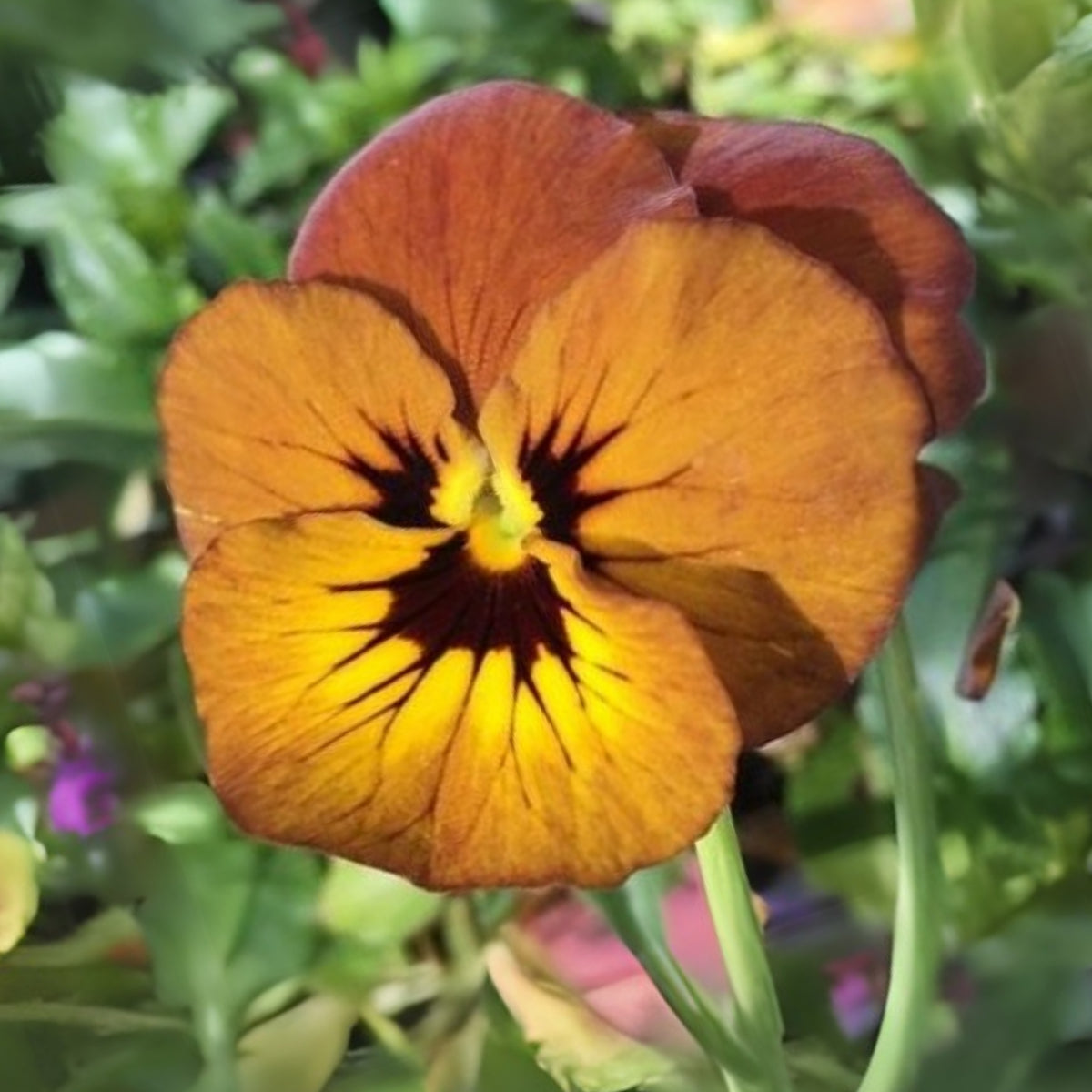 Viola 'Irish Molly' Seeds - Cold Resistant, 25+ seeds