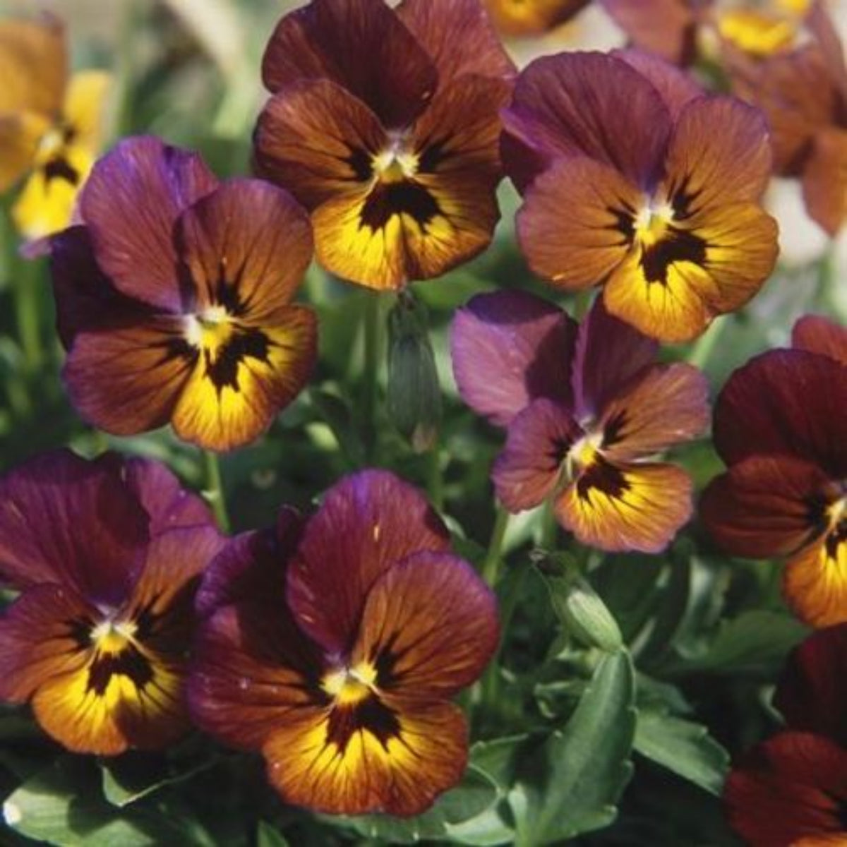 Viola 'Irish Molly' Seeds - Cold Resistant, 25+ seeds