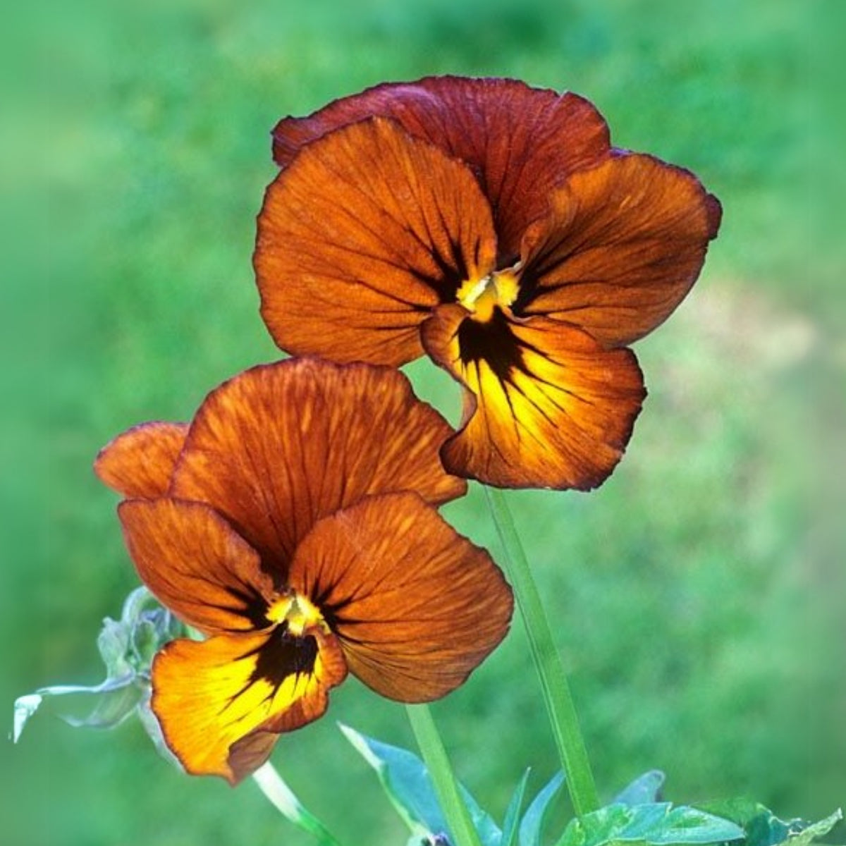 Viola 'Irish Molly' Seeds - Cold Resistant, 25+ seeds