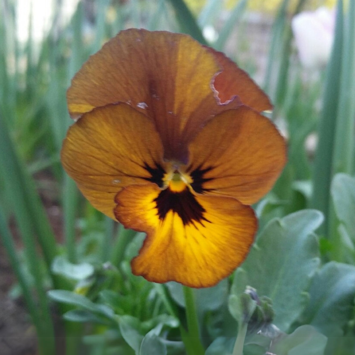 Viola 'Irish Molly' Seeds - Cold Resistant, 25+ seeds