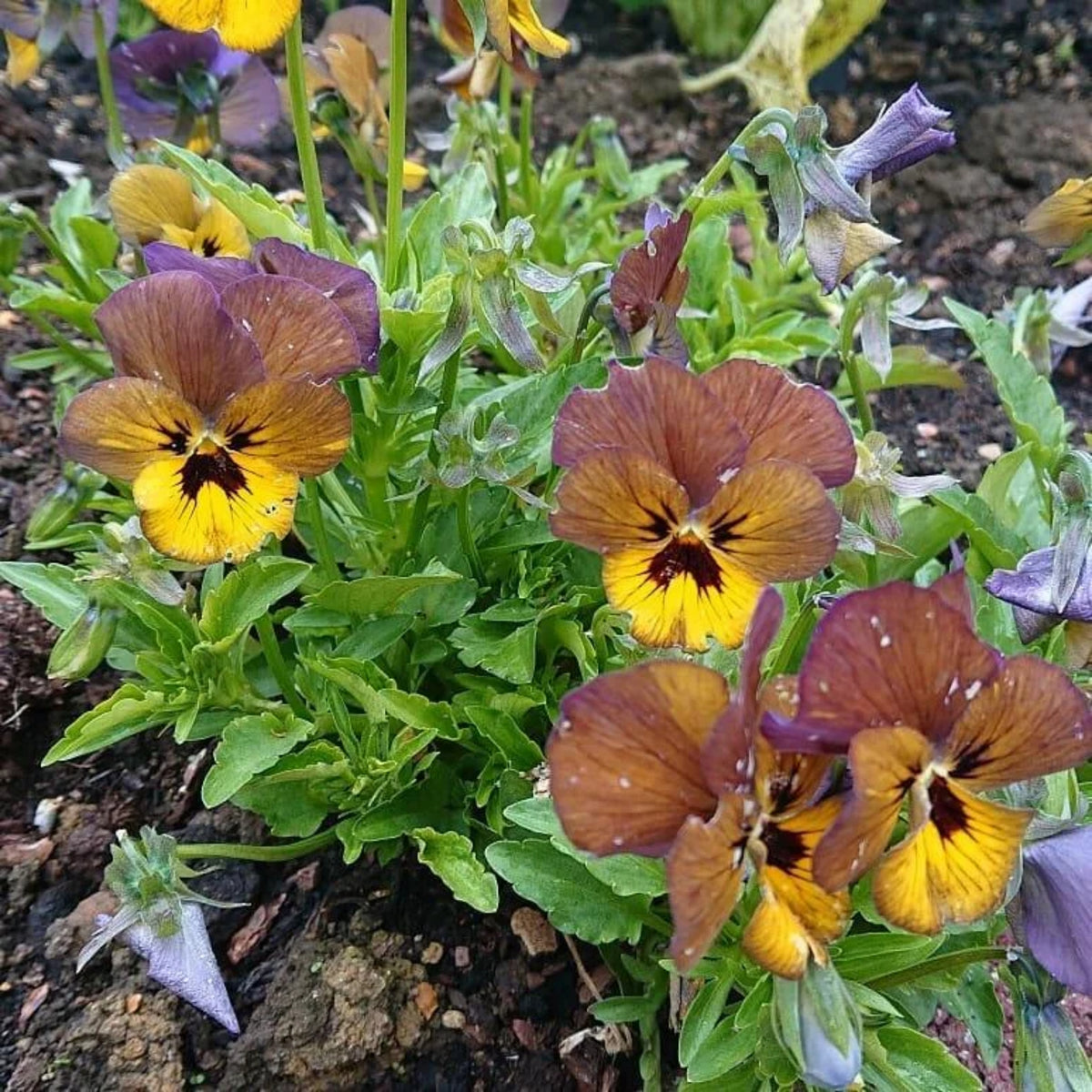 Viola 'Irish Molly' Seeds - Cold Resistant, 25+ seeds