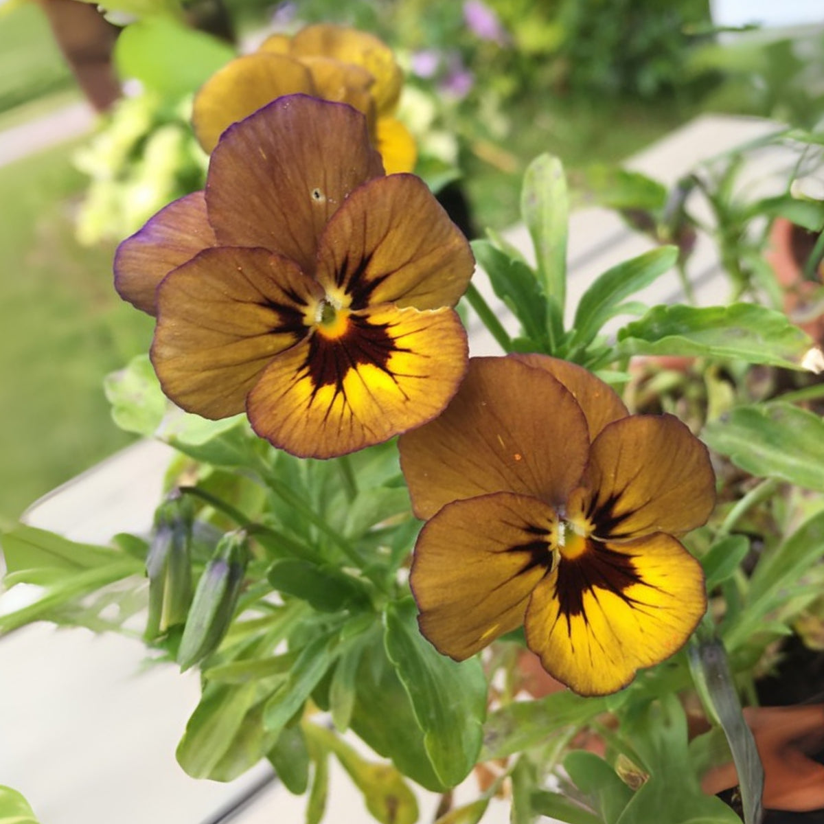 Viola 'Irish Molly' Seeds - Cold Resistant, 25+ seeds