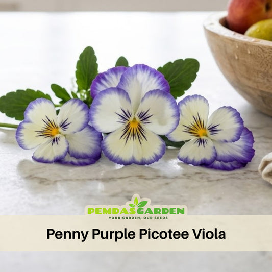 Penny Purple Picotee Viola Seeds - Cold Resistant, 25+ seeds