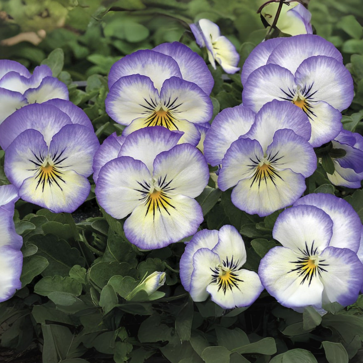 Penny Purple Picotee Viola Seeds - Cold Resistant, 25+ seeds