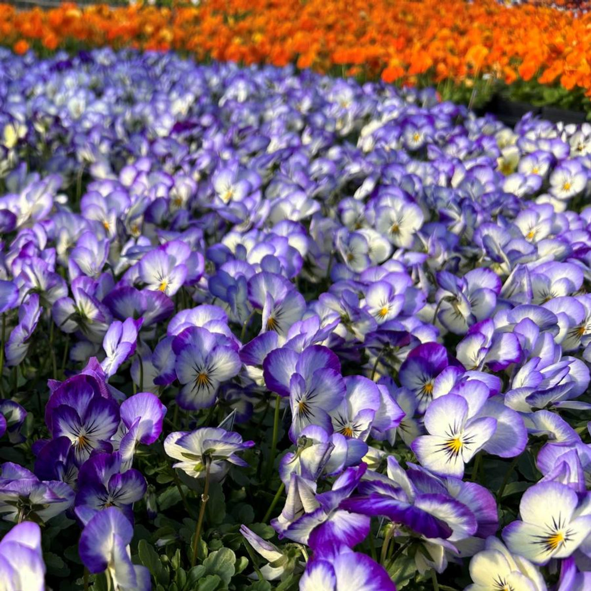 Penny Purple Picotee Viola Seeds - Cold Resistant, 25+ seeds