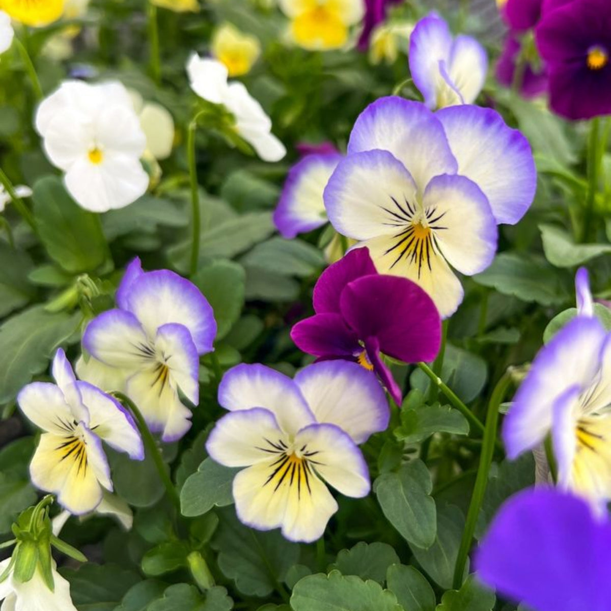 Penny Purple Picotee Viola Seeds - Cold Resistant, 25+ seeds