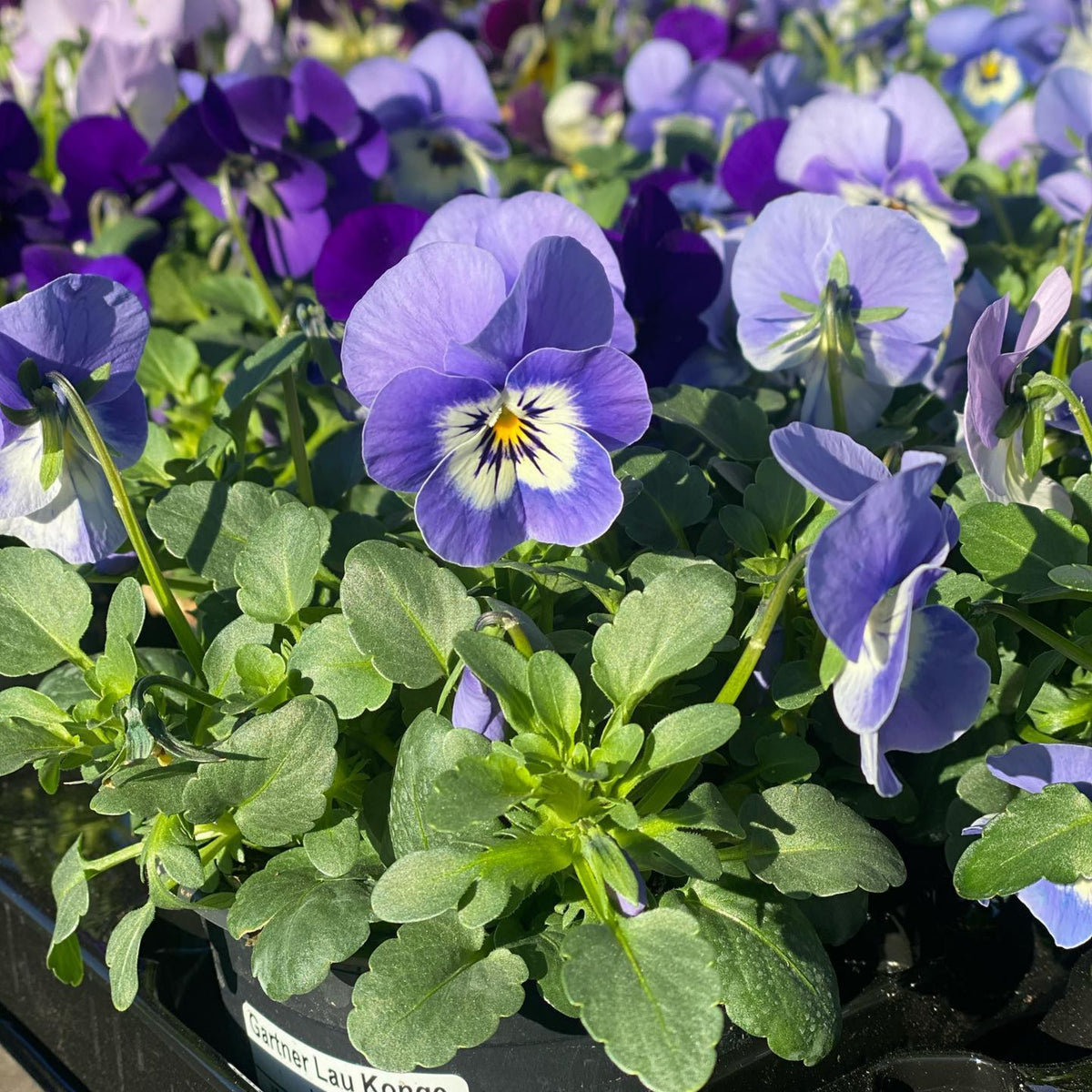 Penny Purple Picotee Viola Seeds - Cold Resistant, 25+ seeds
