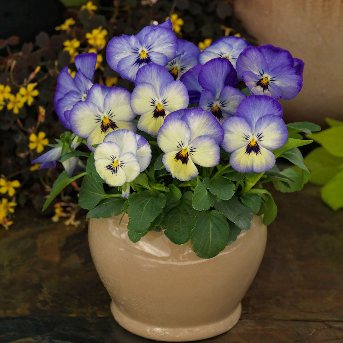 Penny Purple Picotee Viola Seeds - Cold Resistant, 25+ seeds