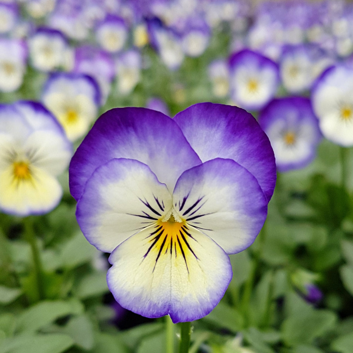 Penny Purple Picotee Viola Seeds - Cold Resistant, 25+ seeds