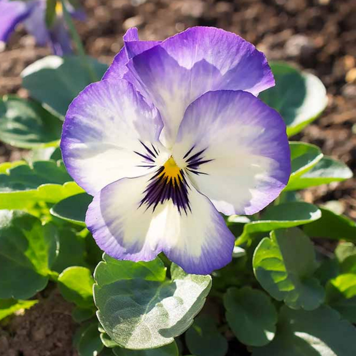 Penny Purple Picotee Viola Seeds - Cold Resistant, 25+ seeds