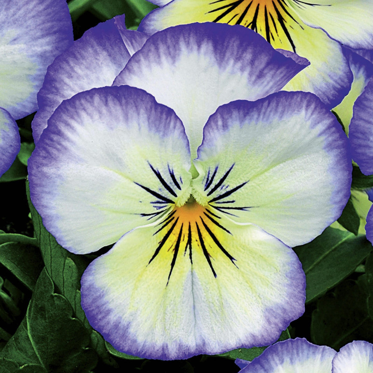 Penny Purple Picotee Viola Seeds - Cold Resistant, 25+ seeds