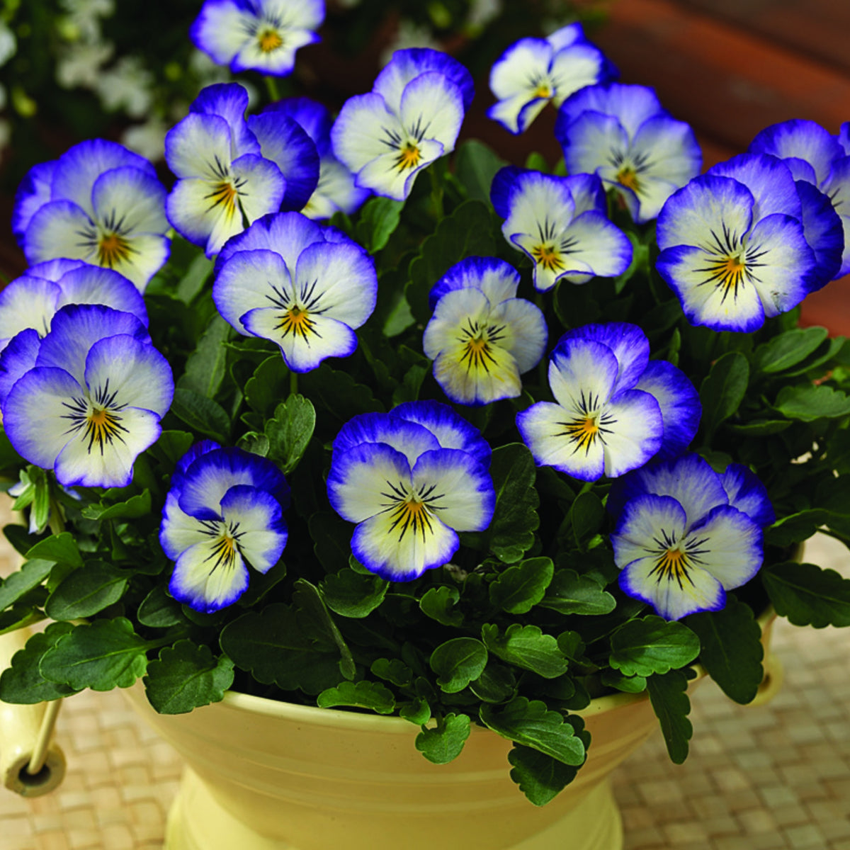 Penny Purple Picotee Viola Seeds - Cold Resistant, 25+ seeds