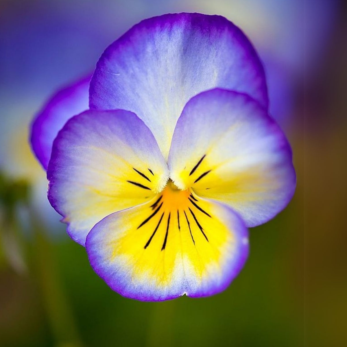 Penny Primrose Picotee Viola Seeds - Cold Resistant, 25+ seeds