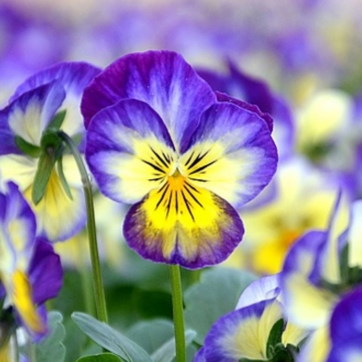 Penny Primrose Picotee Viola Seeds - Cold Resistant, 25+ seeds