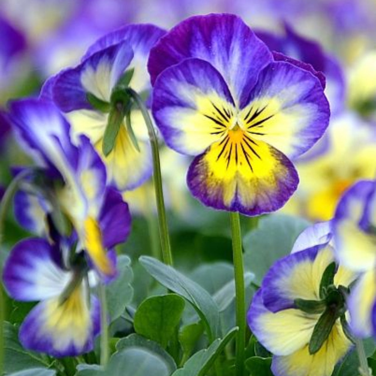 Penny Primrose Picotee Viola Seeds - Cold Resistant, 25+ seeds