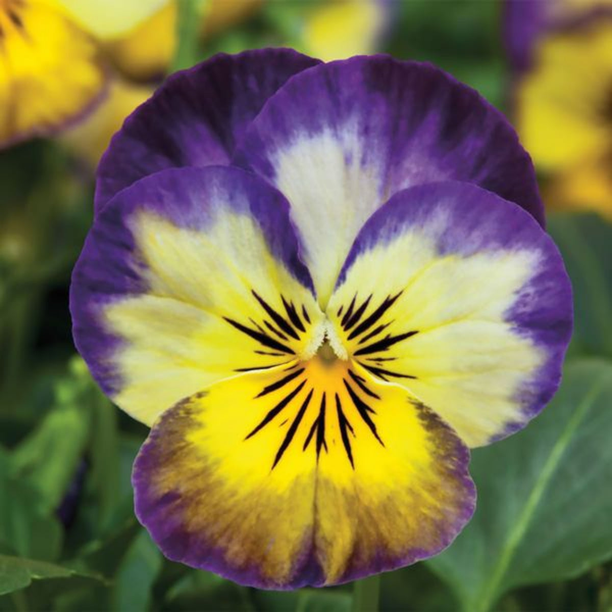 Penny Primrose Picotee Viola Seeds - Cold Resistant, 25+ seeds