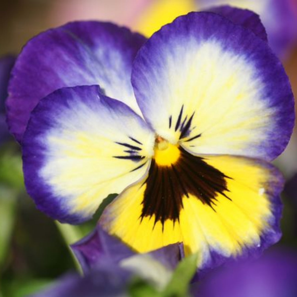 Penny Primrose Picotee Viola Seeds - Cold Resistant, 25+ seeds