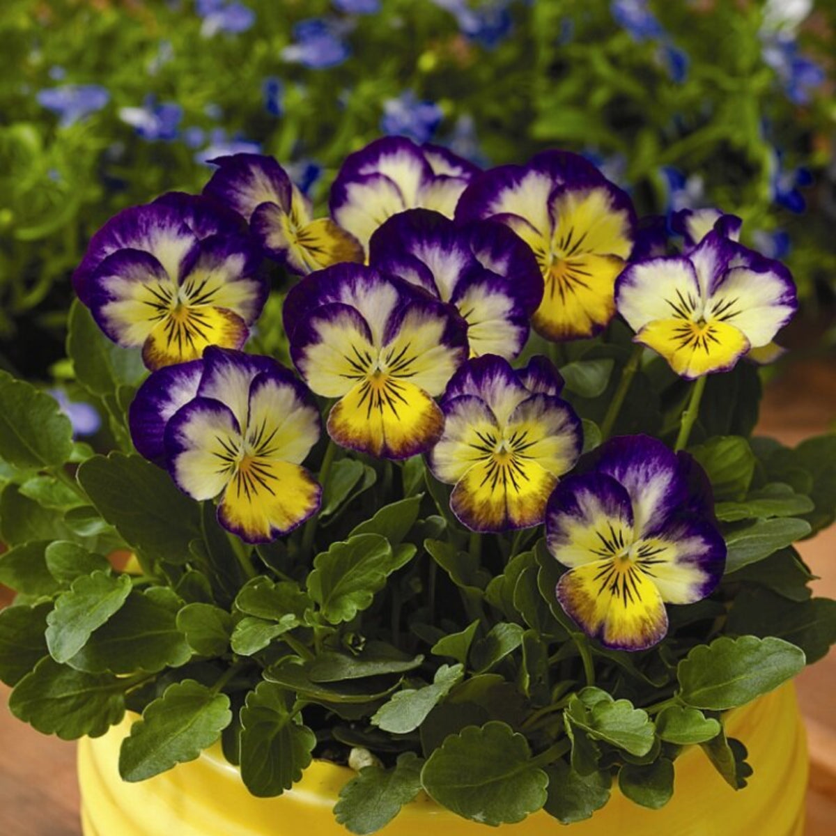 Penny Primrose Picotee Viola Seeds - Cold Resistant, 25+ seeds