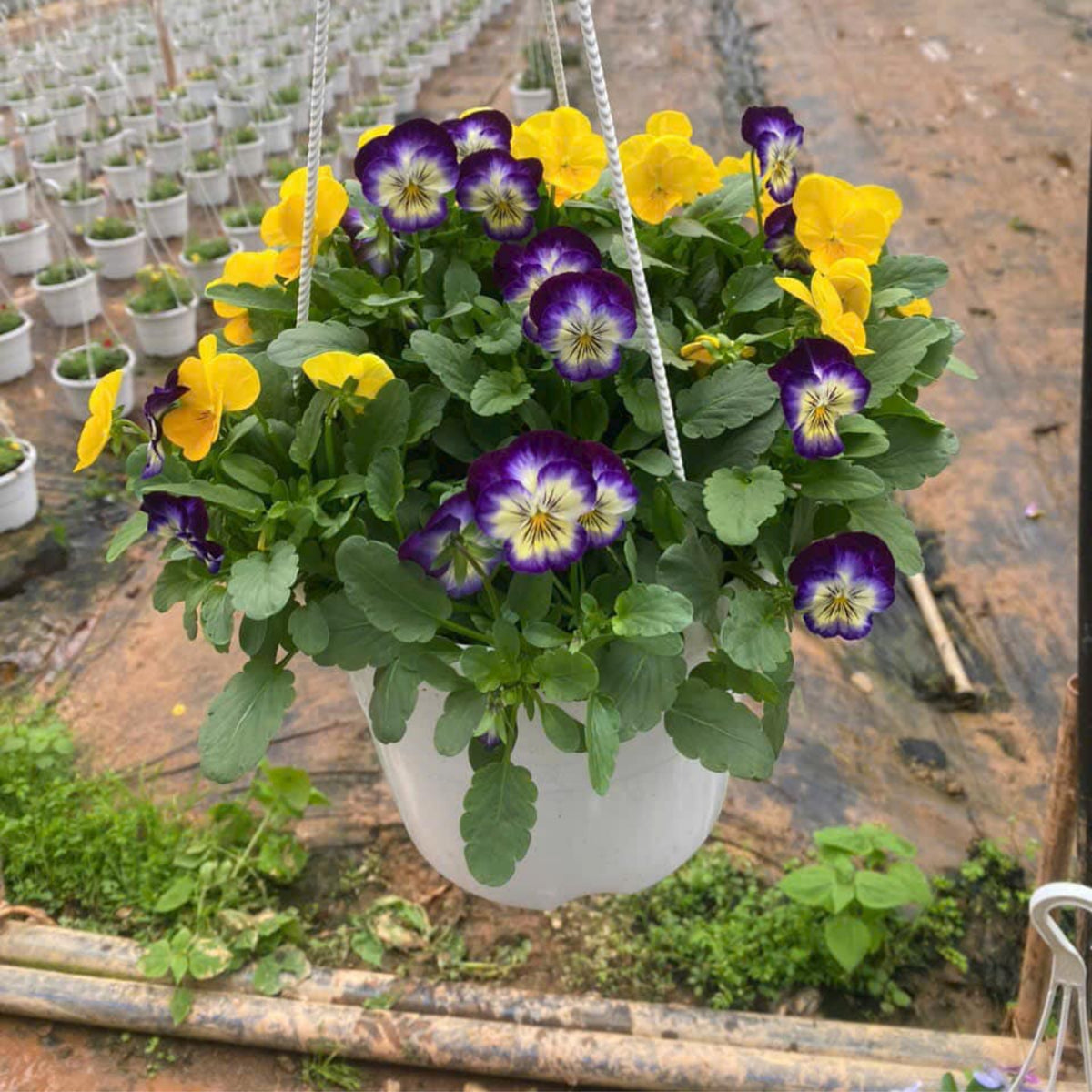 Penny Primrose Picotee Viola Seeds - Cold Resistant, 25+ seeds