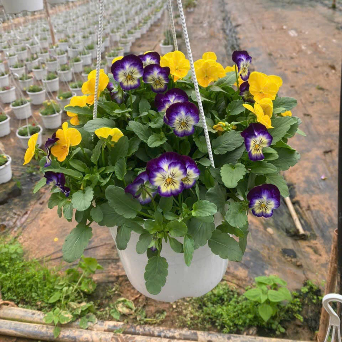 Penny Primrose Picotee Viola Seeds - Cold Resistant, 25+ seeds