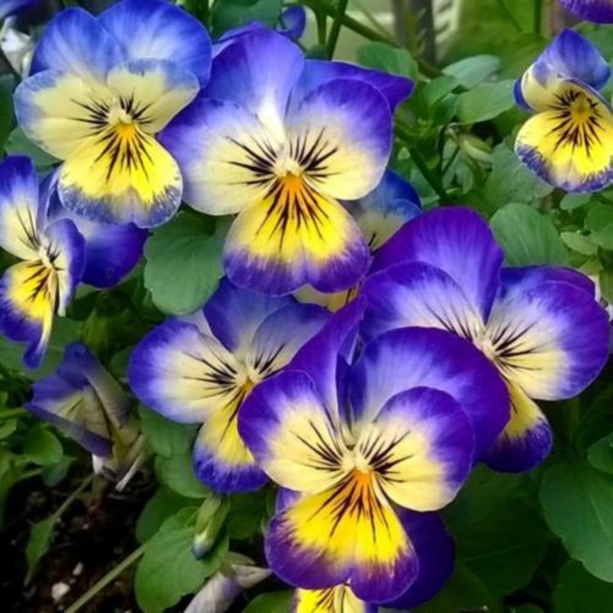 Penny Primrose Picotee Viola Seeds - Cold Resistant, 25+ seeds