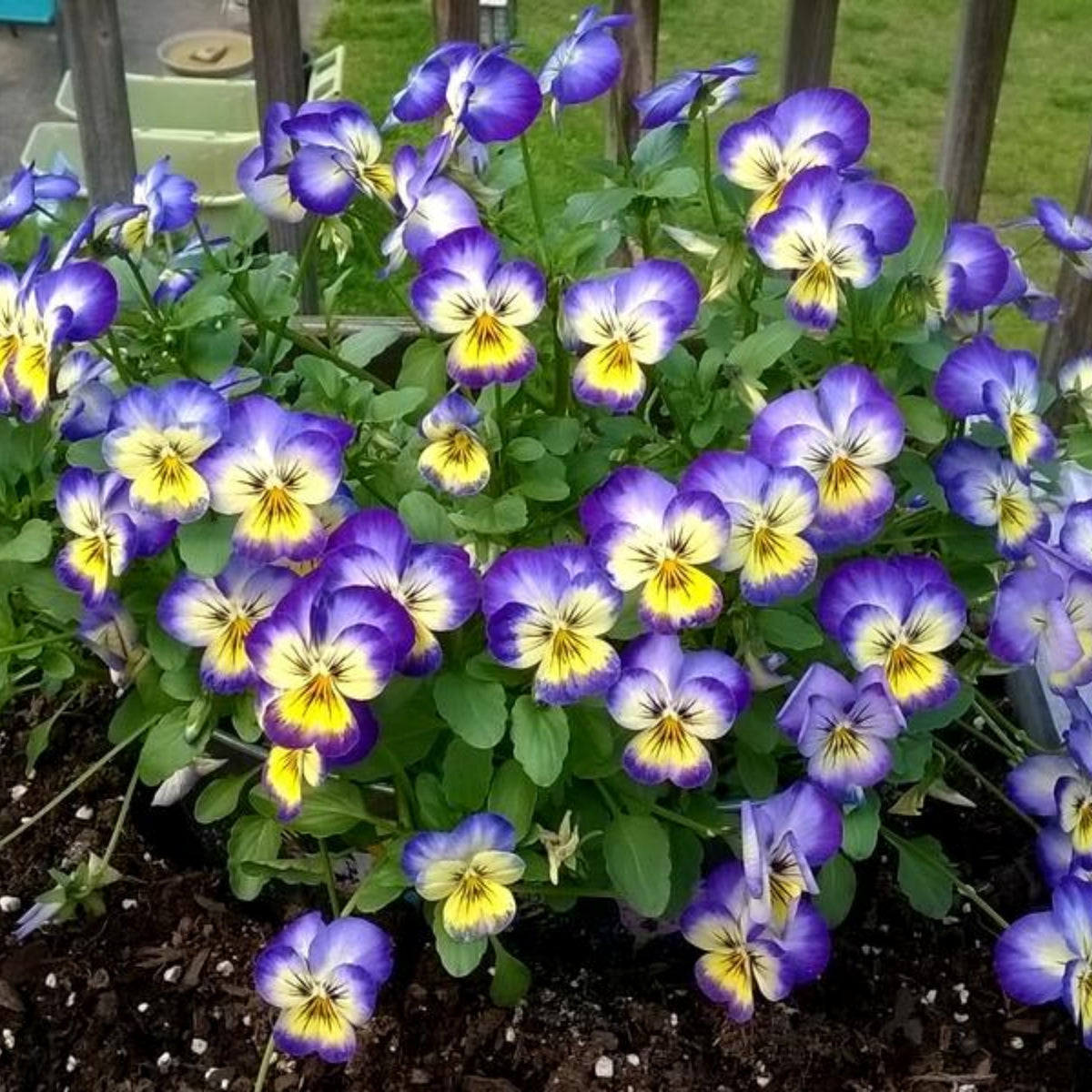 Penny Primrose Picotee Viola Seeds - Cold Resistant, 25+ seeds