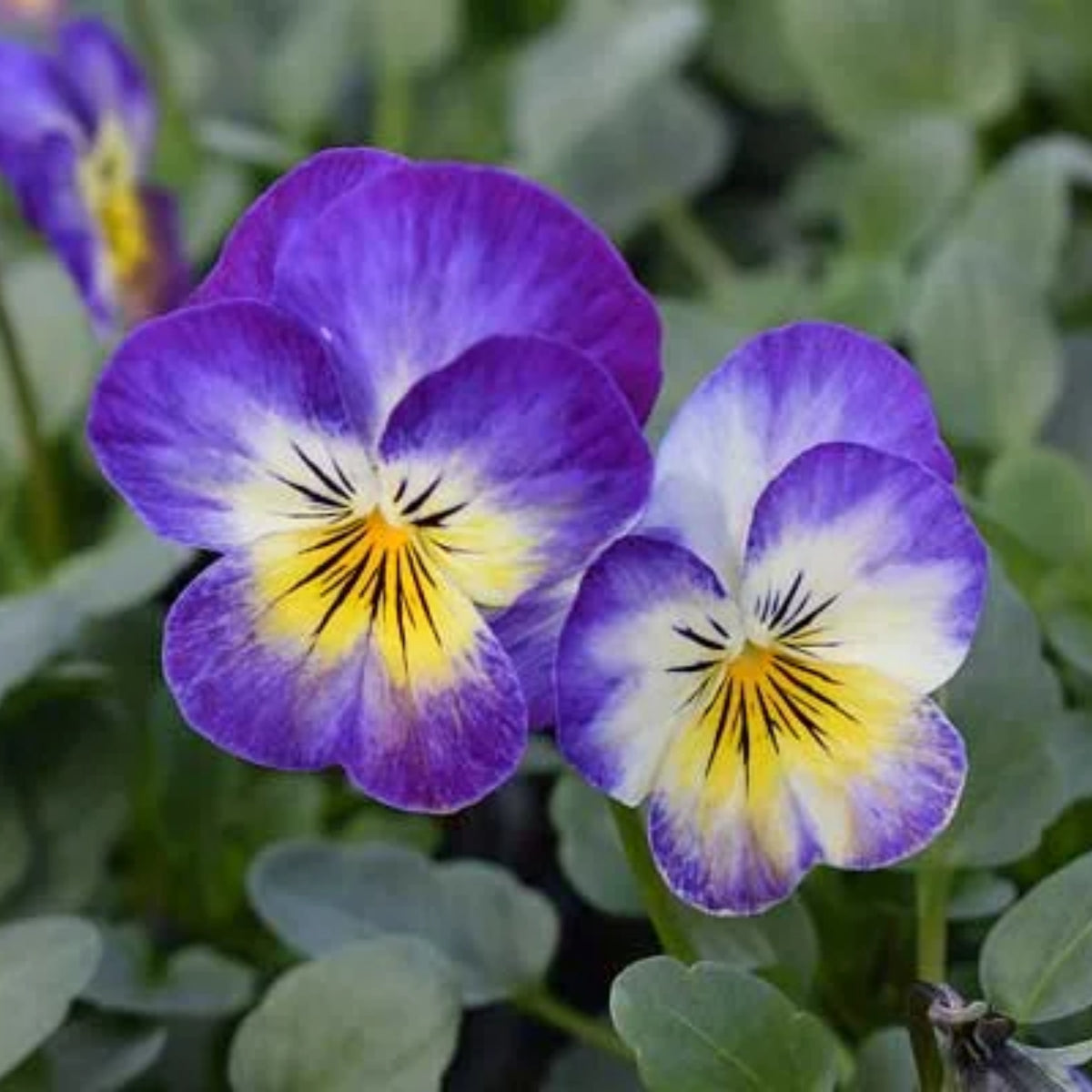 Penny Primrose Picotee Viola Seeds - Cold Resistant, 25+ seeds