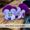 25+ Seeds| Penny Denim Jump-Up Viola Seeds - Blue Purple Flowers - Cool Season Garden Flower - Long Blooming - Easy to Grow #225