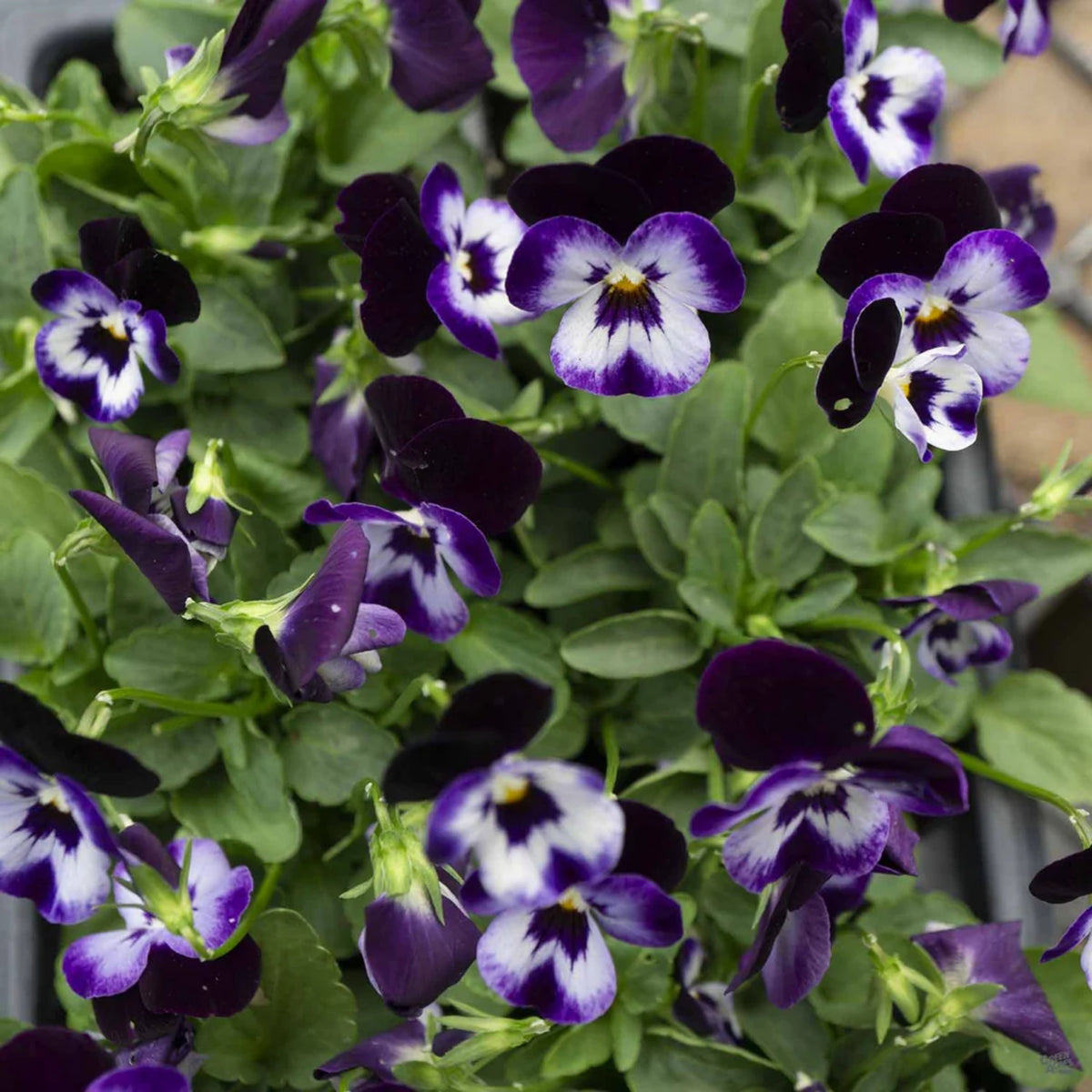 Penny Denim Jump-Up Viola Seeds - Blue Purple Flowers, 25+ seeds