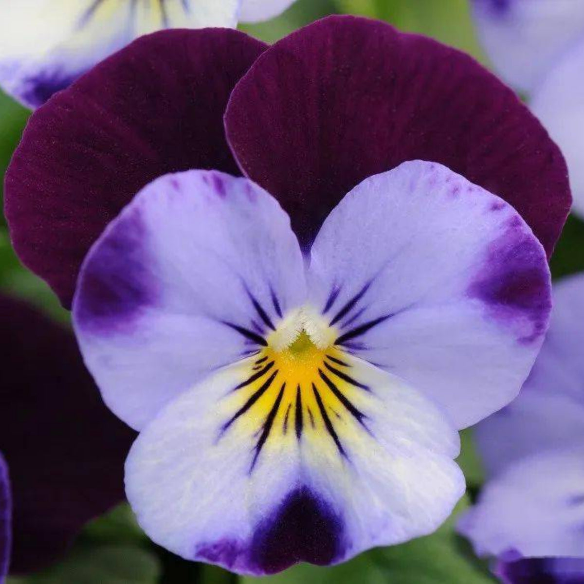 Penny Denim Jump-Up Viola Seeds - Blue Purple Flowers, 25+ seeds