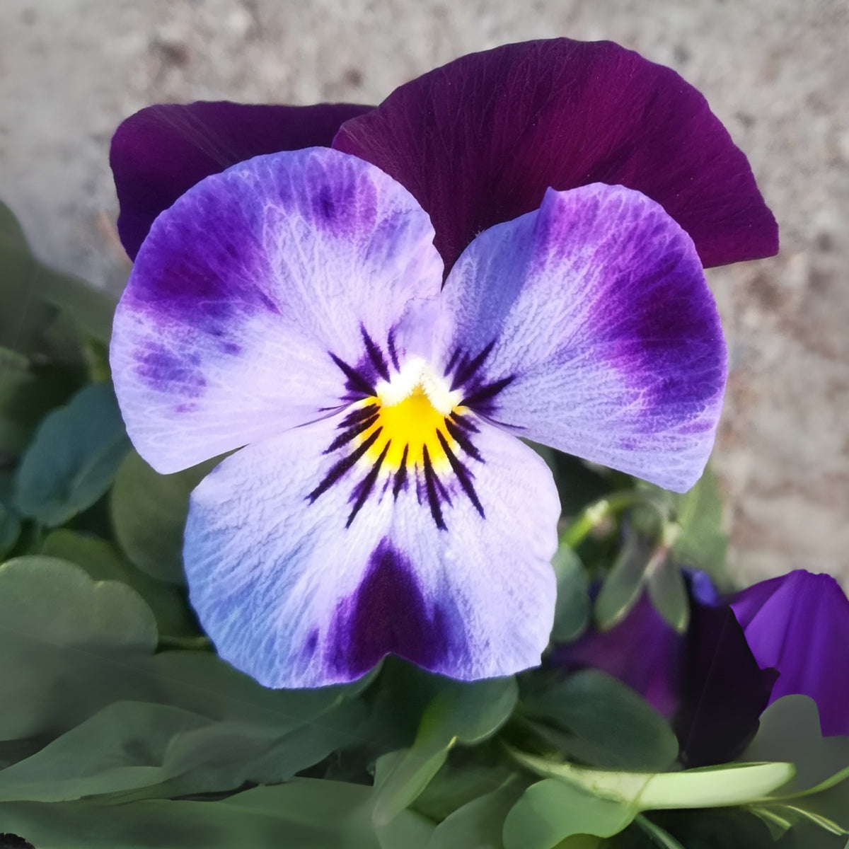 Penny Denim Jump-Up Viola Seeds - Blue Purple Flowers, 25+ seeds