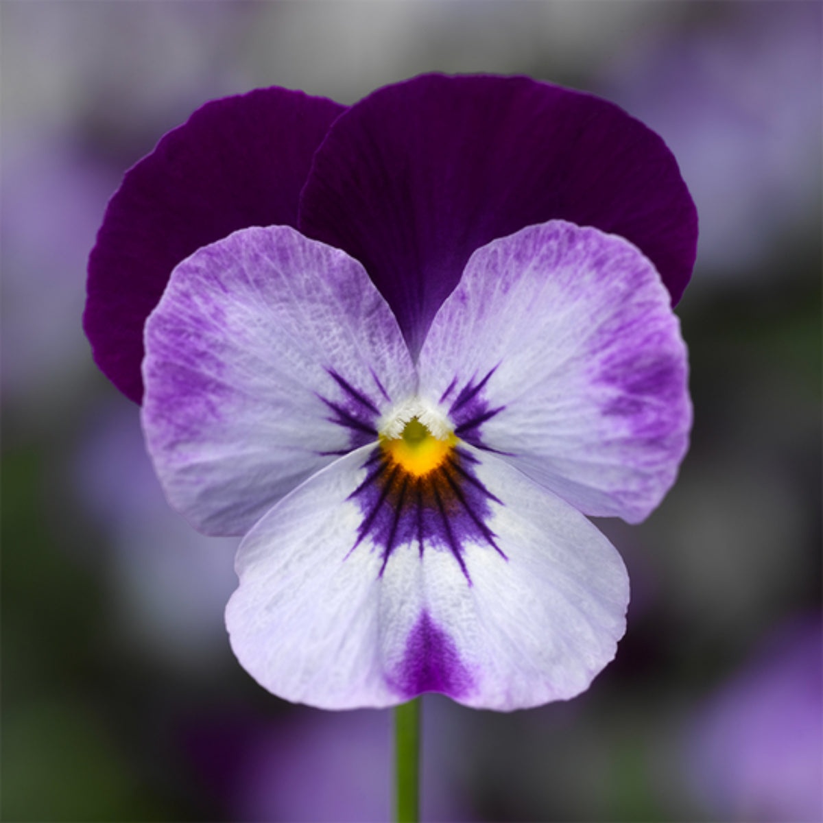 Penny Denim Jump-Up Viola Seeds - Blue Purple Flowers, 25+ seeds
