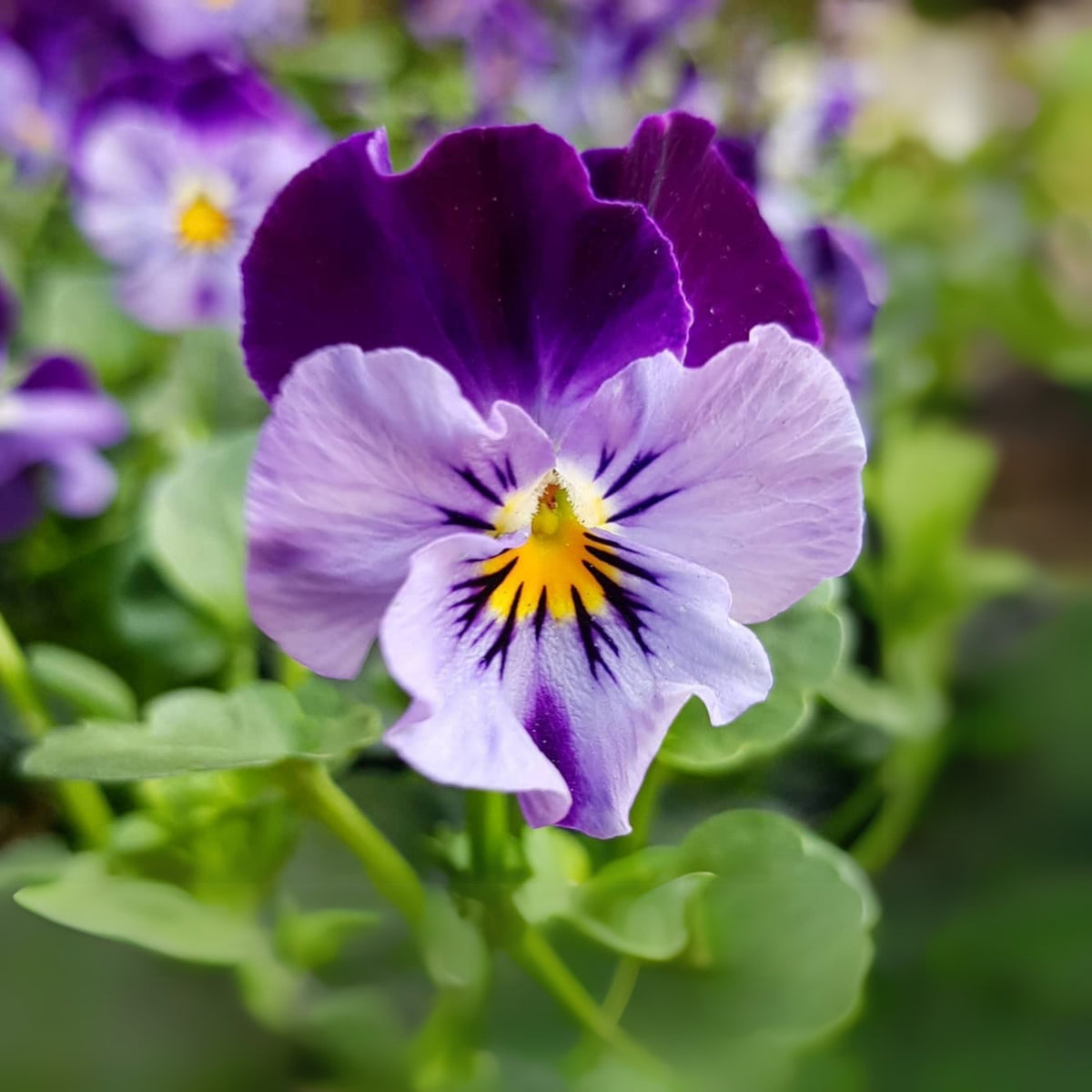 Penny Denim Jump-Up Viola Seeds - Blue Purple Flowers, 25+ seeds