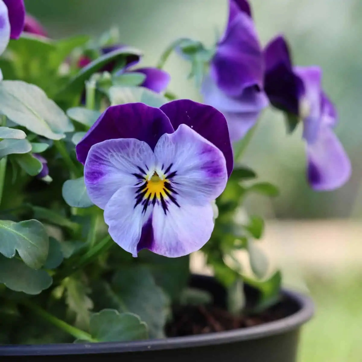 Penny Denim Jump-Up Viola Seeds - Blue Purple Flowers, 25+ seeds