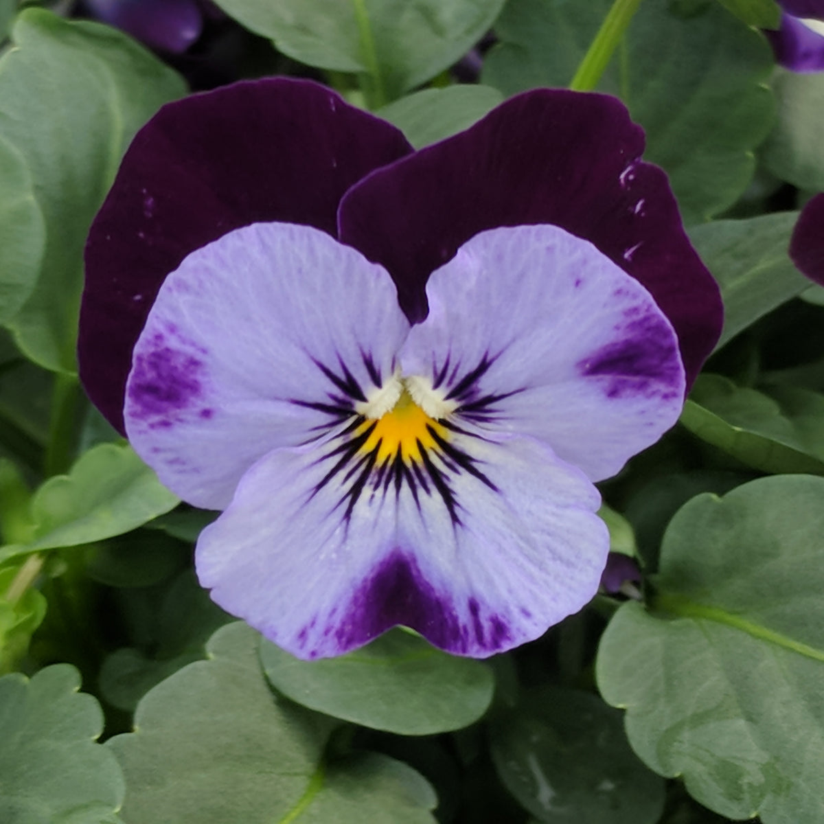Penny Denim Jump-Up Viola Seeds - Blue Purple Flowers, 25+ seeds