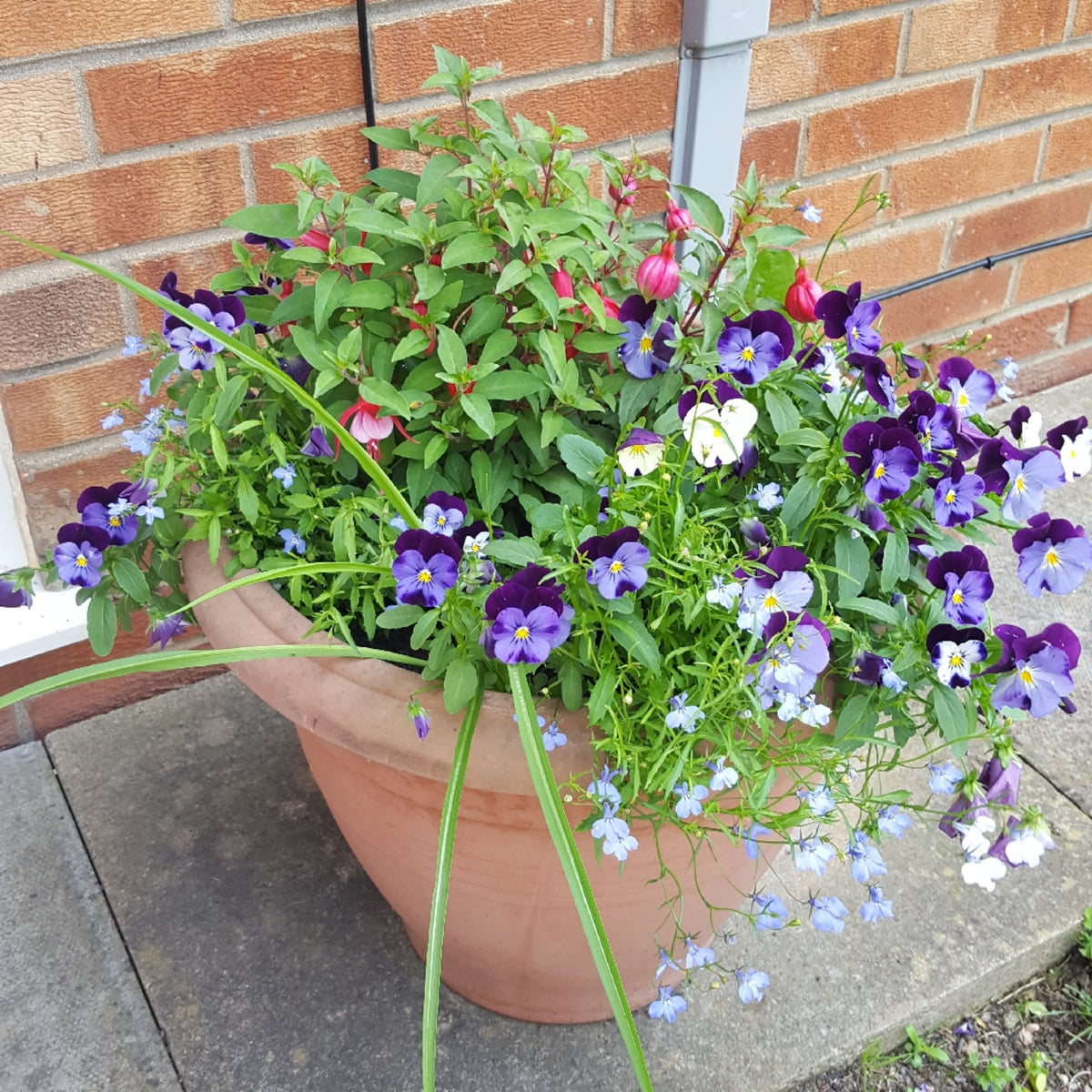 Penny Denim Jump-Up Viola Seeds - Blue Purple Flowers, 25+ seeds