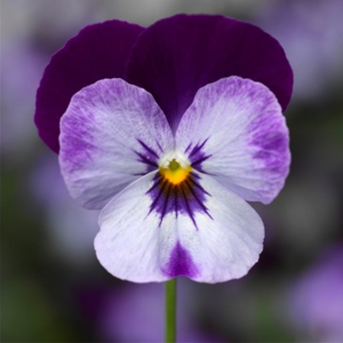Penny Denim Jump-Up Viola Seeds - Blue Purple Flowers, 25+ seeds
