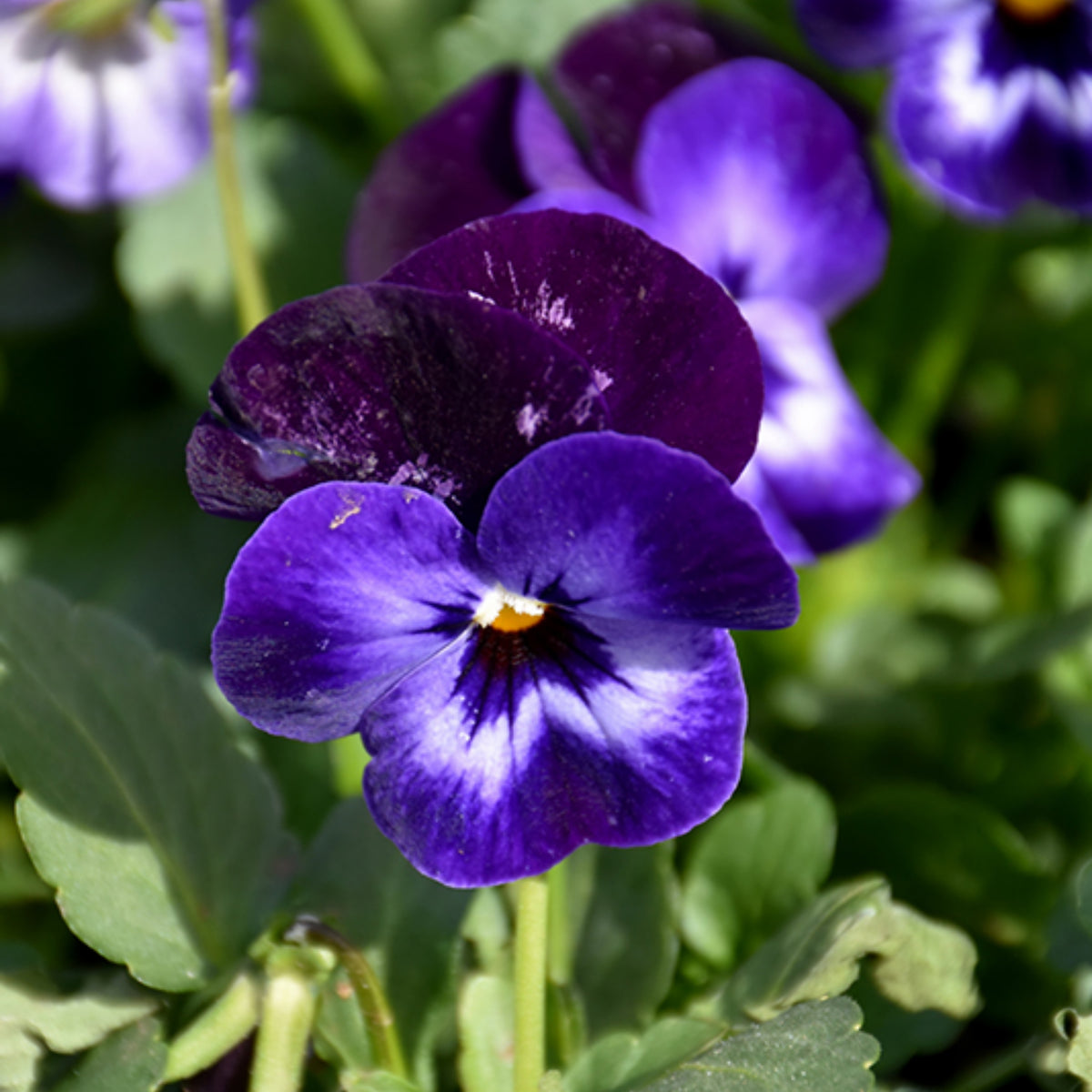 Penny Denim Jump-Up Viola Seeds - Blue Purple Flowers, 25+ seeds