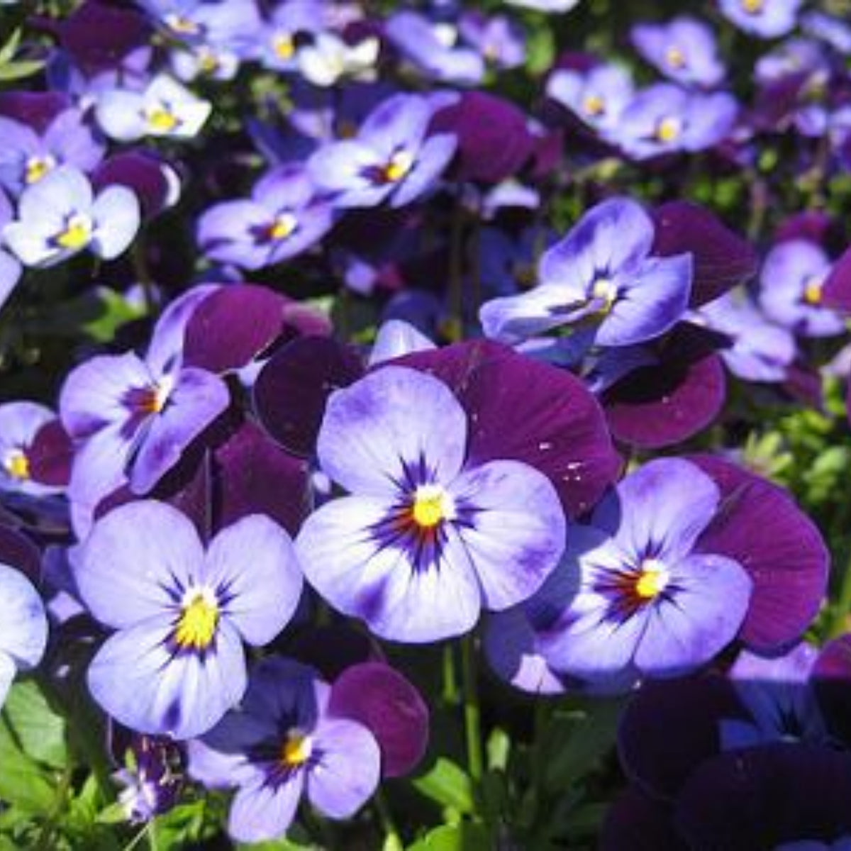 Penny Denim Jump-Up Viola Seeds - Blue Purple Flowers, 25+ seeds
