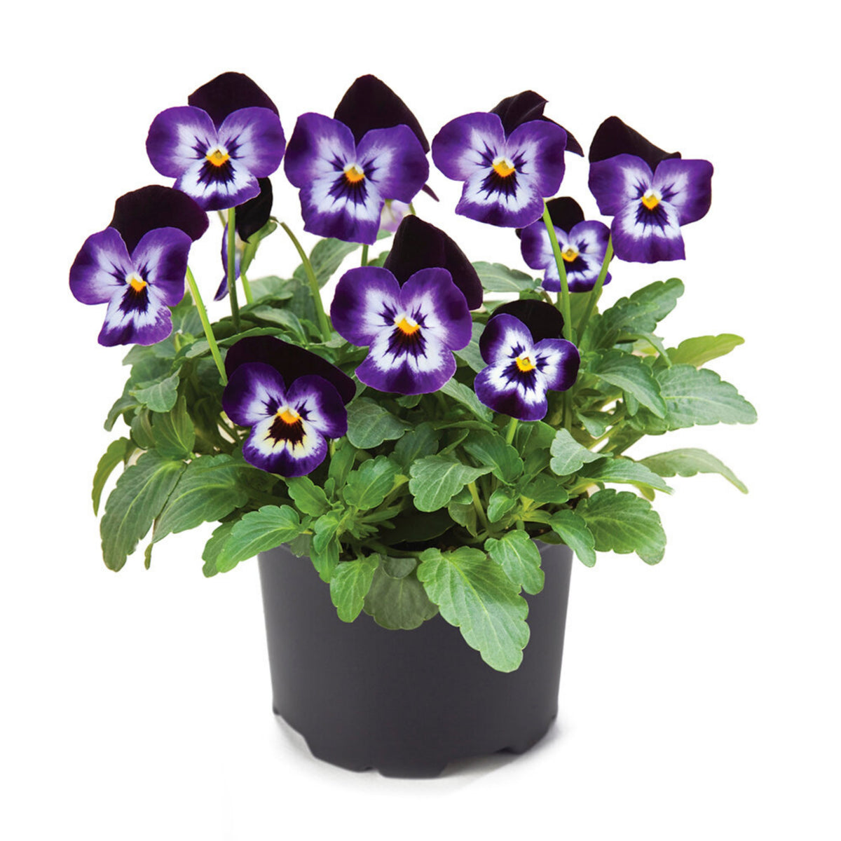 Penny Denim Jump-Up Viola Seeds - Blue Purple Flowers, 25+ seeds