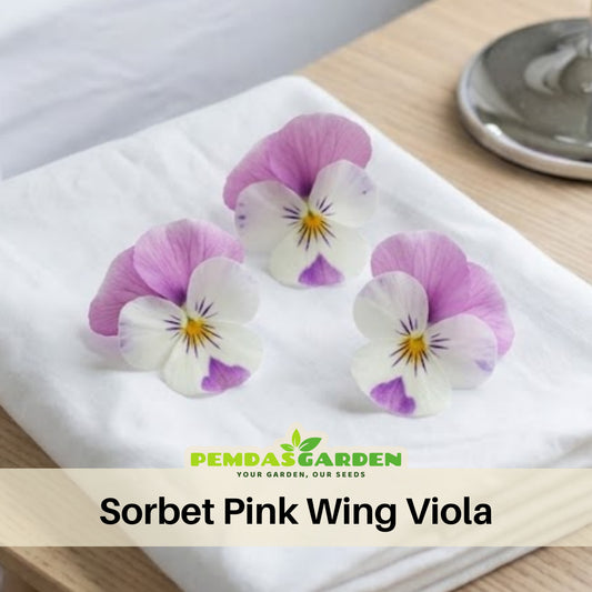 Sorbet Pink Wing Viola Seeds - Cold Resistant, 25+ seeds