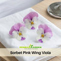 25+ Seeds| Sorbet Pink Wing Viola Seeds - Cold Resistant - Draft Resistant - Plant in late Summer/ early Spring #226
